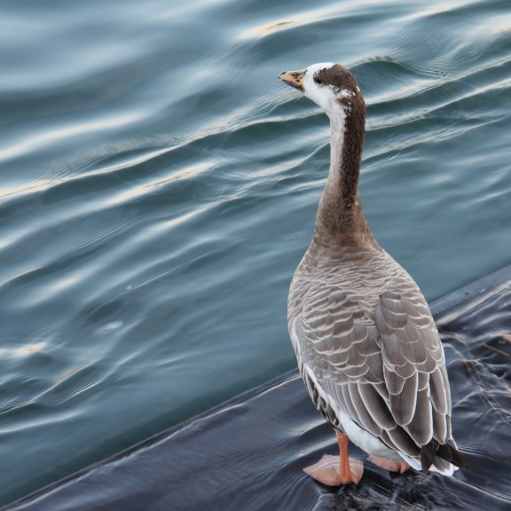 Goose In A Lake