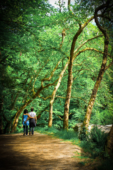 Disegno di Passeggiata nella foresta da colorare