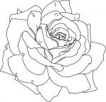 Coloriage rose